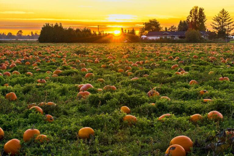 Where to Pick Your Pumpkins Within 40 Minutes of Philadelphia