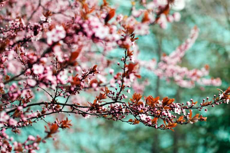 A Family-Friendly Guide to the Cherry Blossoms in Philadelphia