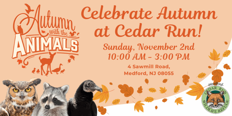 Autumn with the Animals