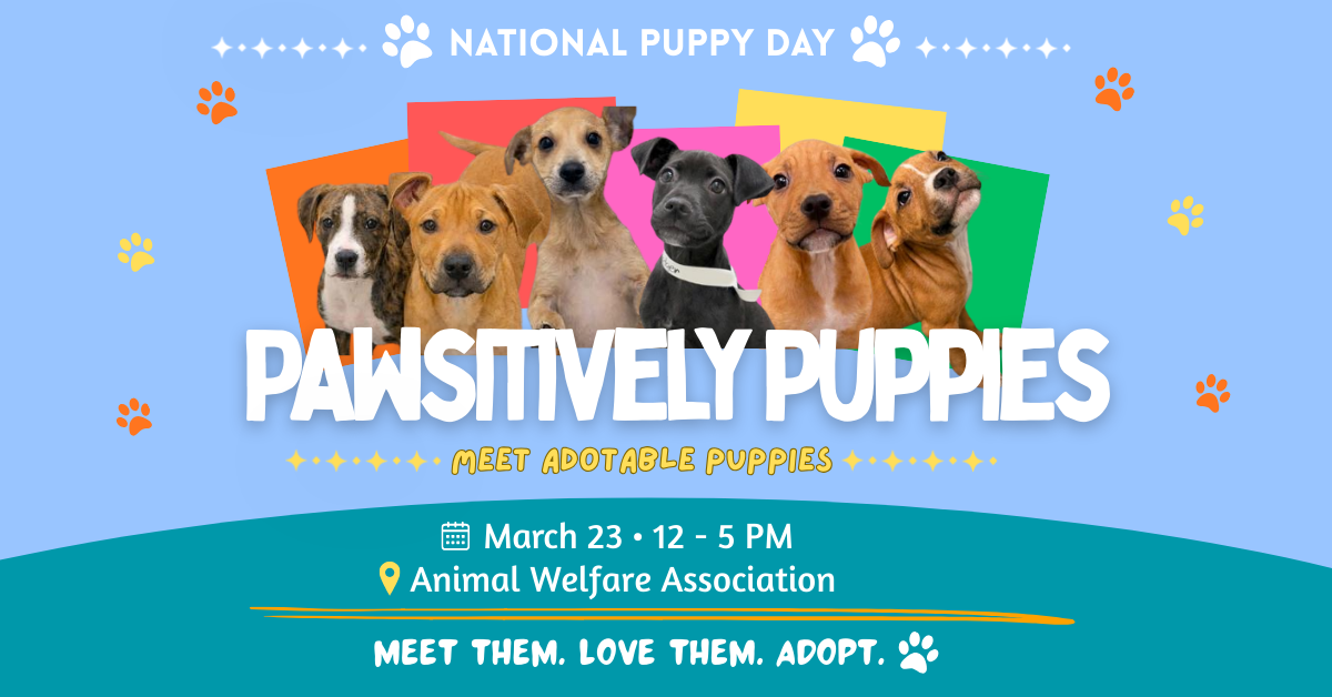 Pawsitively Puppies