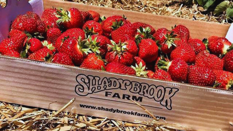 Strawberry Festival