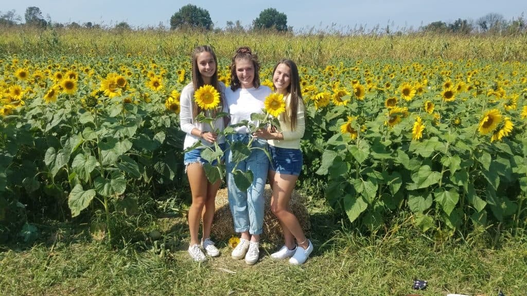 Three girls holding sunflowers in a sunflower field at Hellerick's Adventure Farm.