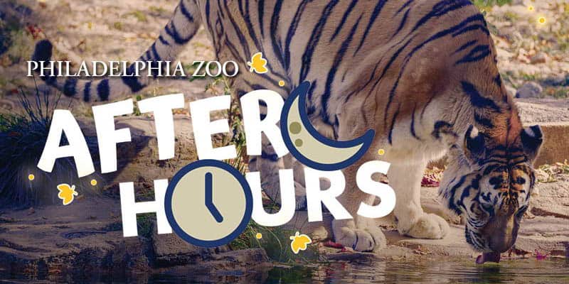 Tiger at Philadelphia Zoo during After Hours event.